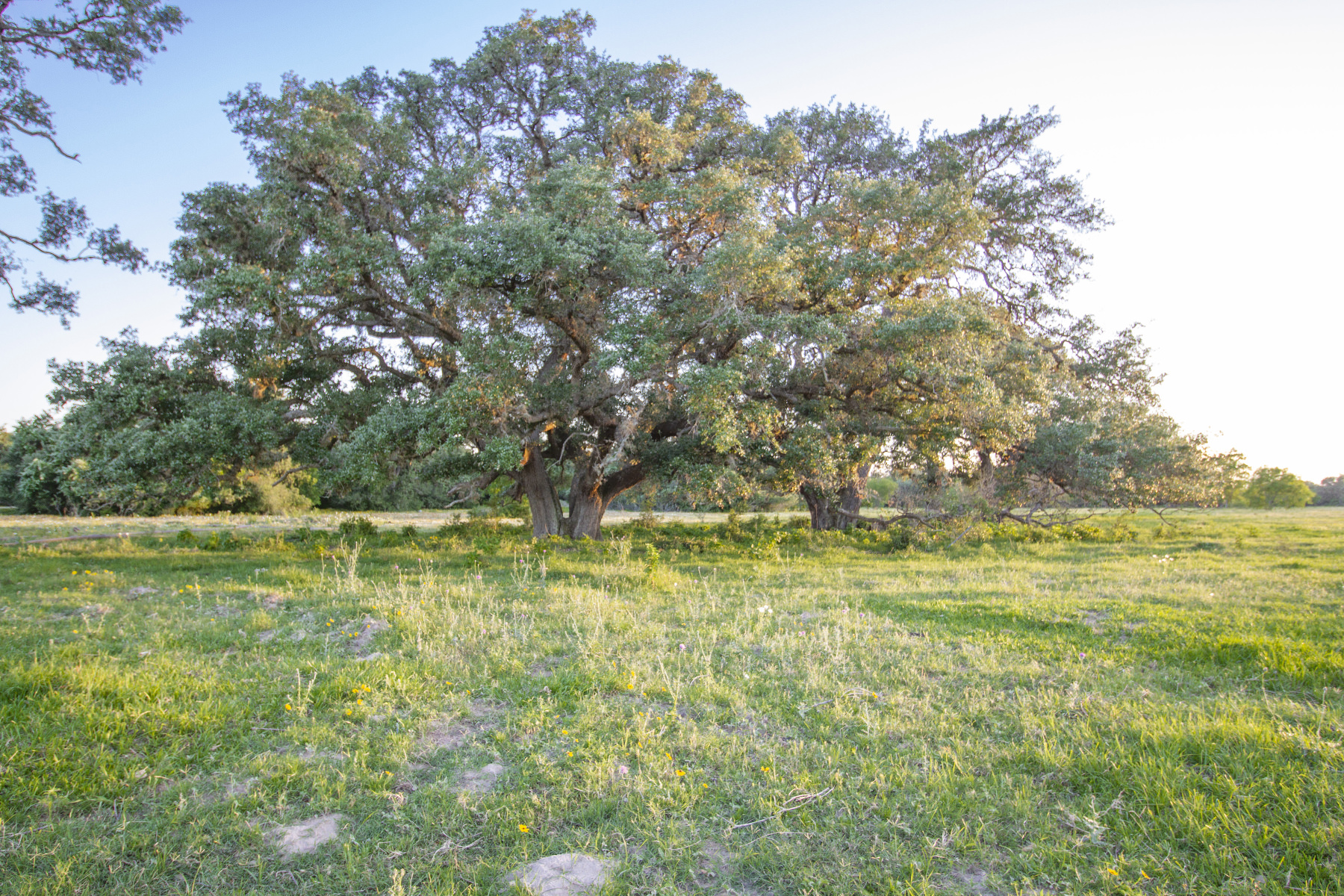 Coleto-Ranch-huge-oaks