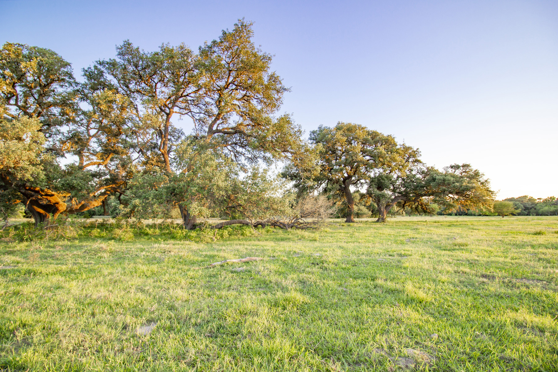 Coleto-Ranch-oaks-pasture