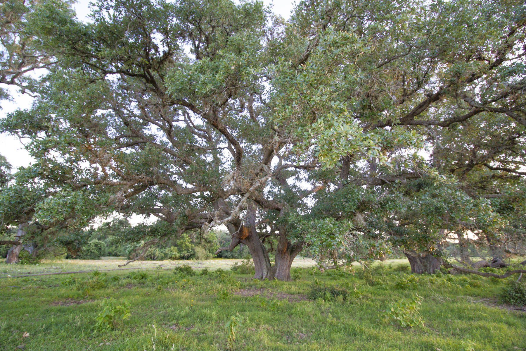 Coleto-Ranch-oaks