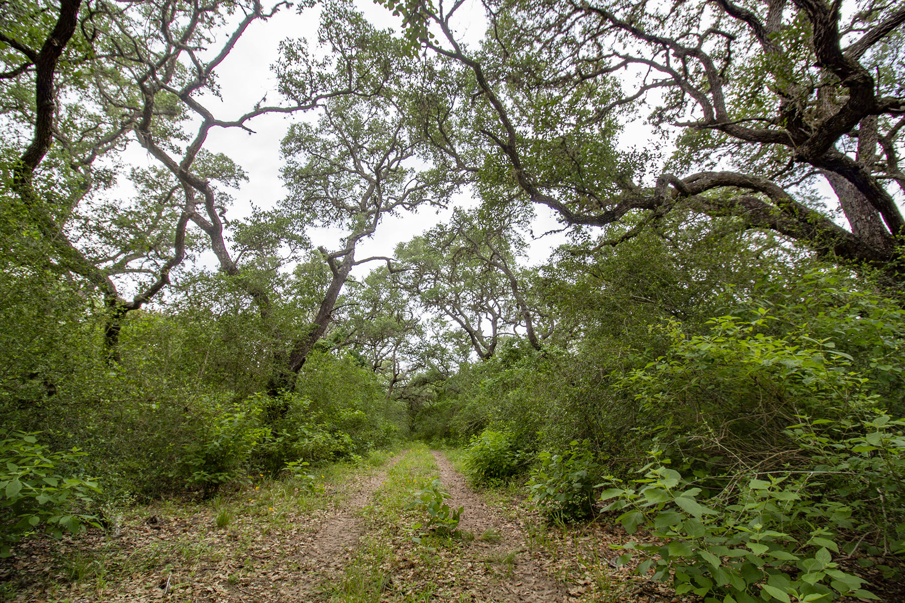Coleto-Ranch-trails