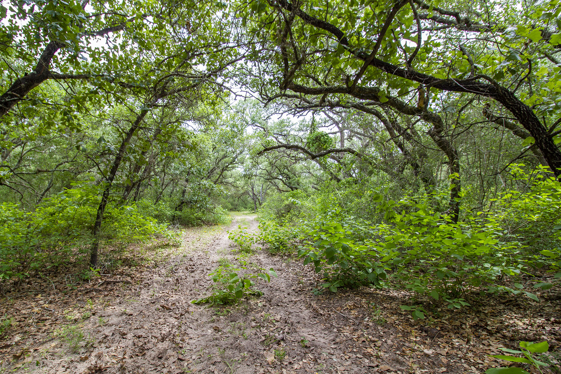 Coleto-Ranch-wooded-trails