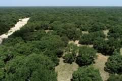 aerial1