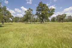 back pasture