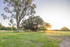 Coleto-Lake-72-Oaks-3