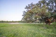 Coleto-Lake-72-Oaks-5