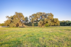 Coleto-Lake-72-huge-oaks