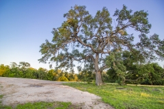Coleto-Lake-72-pond-oaks