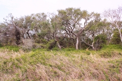Seadrift Ranch Oaks