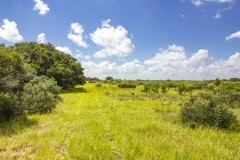 Foster Rd Ranch Brush