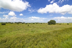 Foster Rd Ranch Pasture (3)
