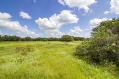 Foster Rd Ranch Pasture (4)