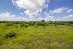 Foster Rd Ranch Pasture (6)