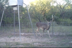 deer feeder