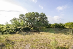 oaks 2