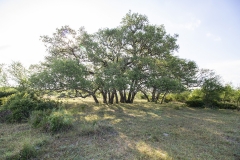 oaks
