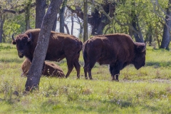 buffalo