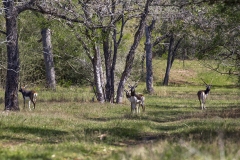 black bucks