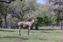 pere david