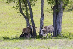 rams