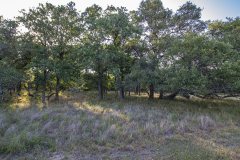 IMG_8438