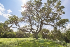 Coleto-Lake-Oak