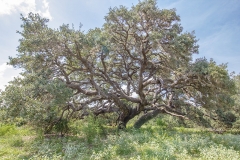 Coleto-Lake-Ranch-Oaks-2
