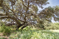 Coleto-Lake-Ranch-Oaks-3