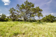 Coleto-Lake-Ranch-Oaks