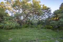 Coleto-Lake-Wooded-Areas-4