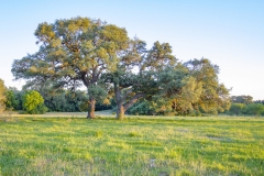 Coleto-Ranch-oaks3