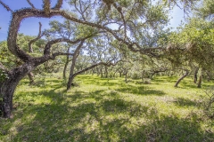 oaks 2