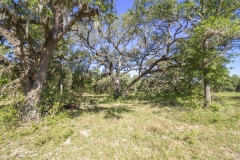 oaks