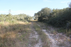 low brush