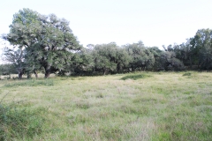 oak mott