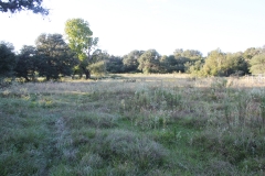 oaks pasture