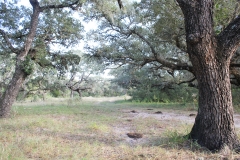oaks
