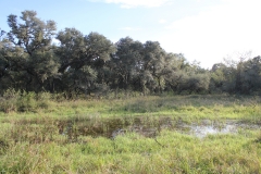 pond