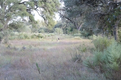 turkey oaks