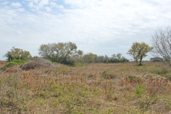 Pasture