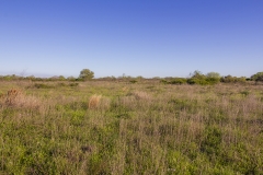 Pasture