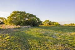 Oaks