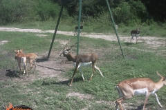 Black Bucks 2