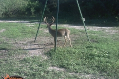 Drop Tine Buck 2