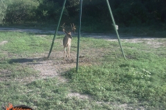 Drop Tine Buck