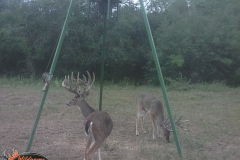 More Bucks