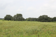 Oaks
