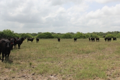 Pasture 2