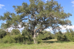 oak tree