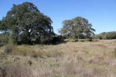 oaks