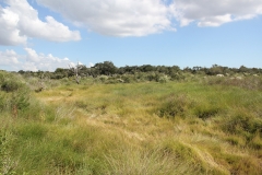 pasture